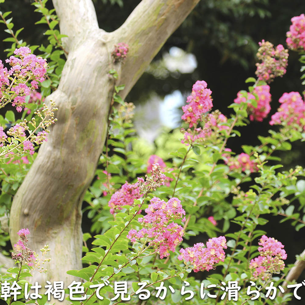 サルスベリ (花色指定不可) 1m 15cmポット 苗 関連画像4