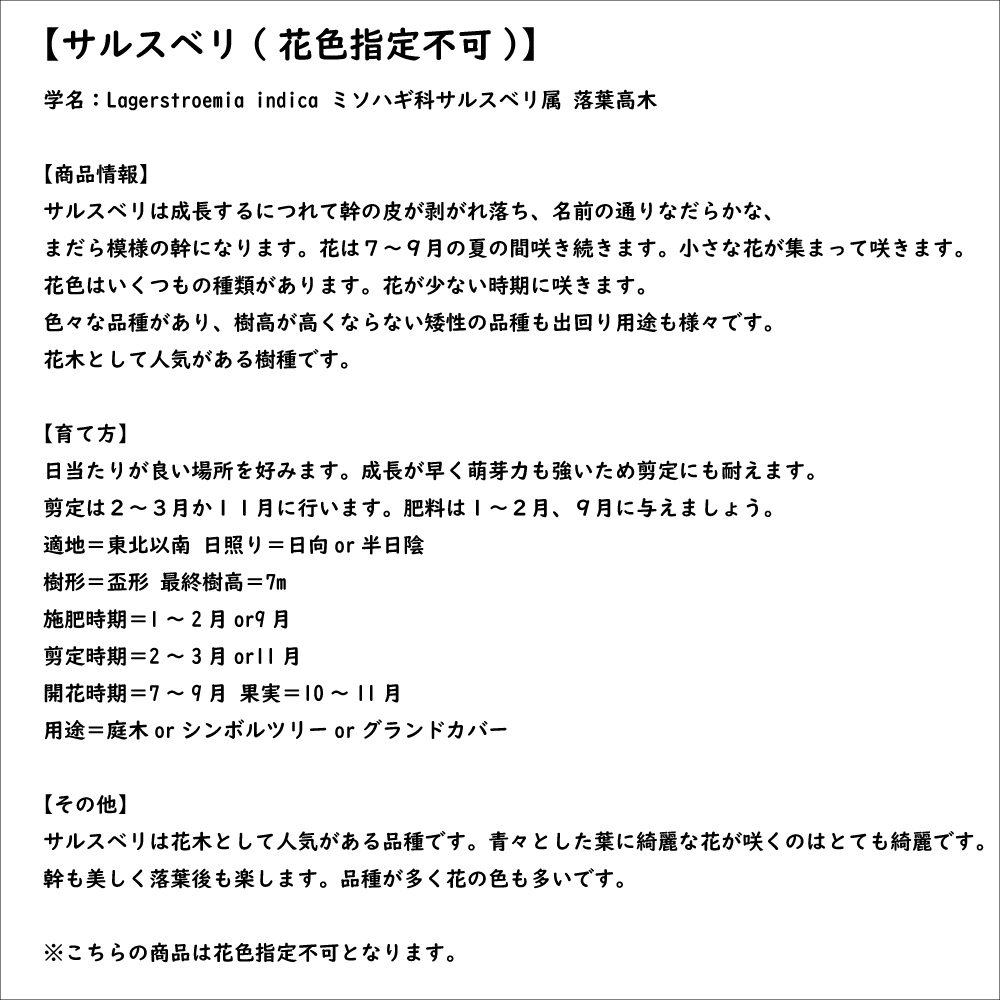 サルスベリ (花色指定不可) 1m 15cmポット 苗｜green-netbox｜08