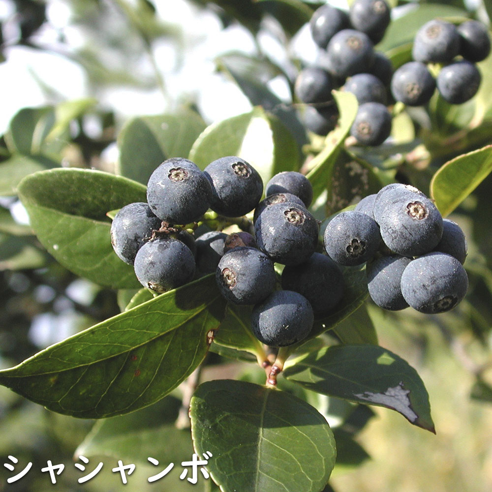 シャシャンボ 1.7m 露地 苗木 RI2610294225