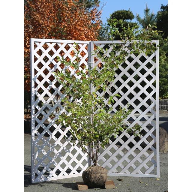 シャシャンボ 1.7m 露地 苗木(12870円)