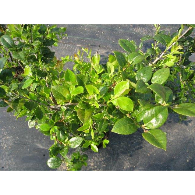 シャシャンボ 1.7m 露地 苗木 RI2610294225