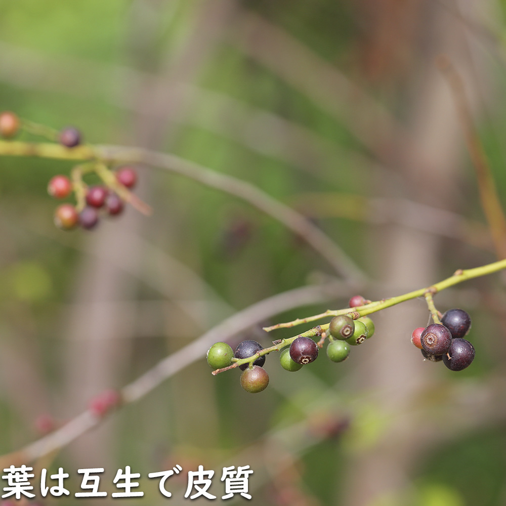 シャシャンボ 1.7m 露地 苗木 RI2610294225