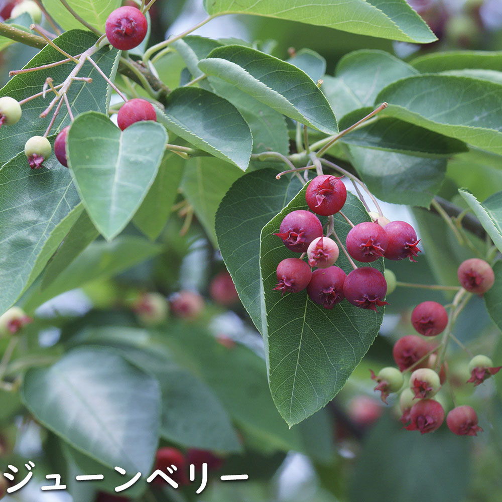 ジューンベリー 1.7m 露地 苗木 - 落葉樹