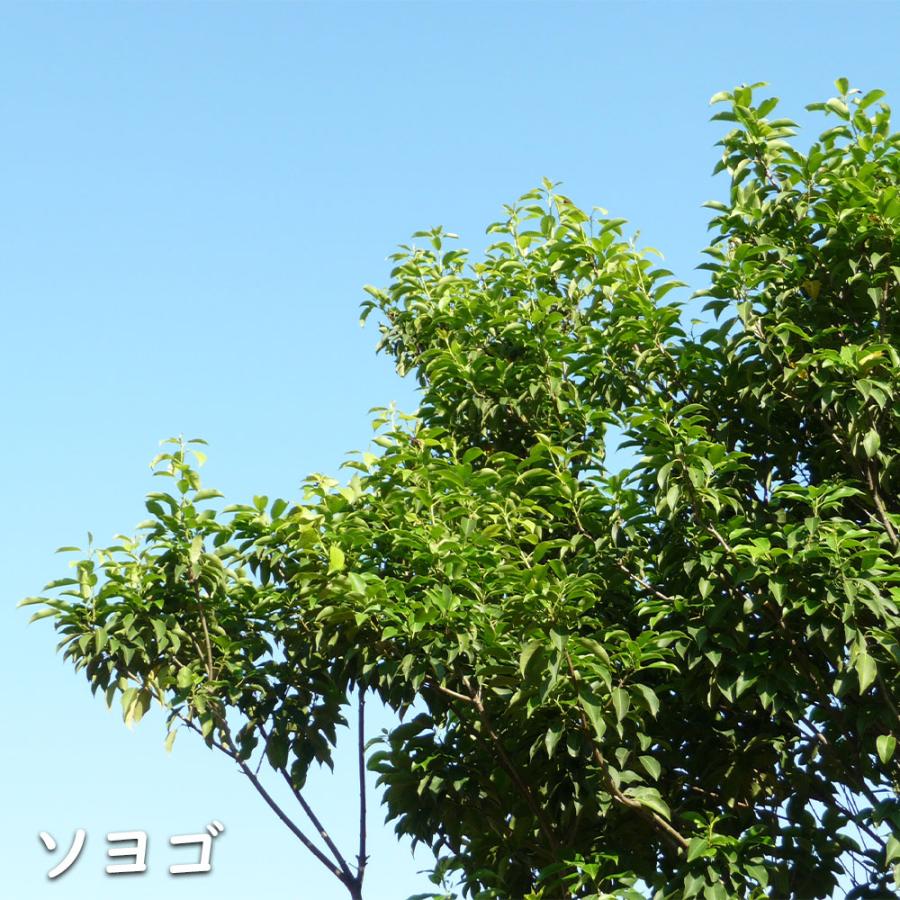 ソヨゴ 株立ち 1.7m 露地 苗木 商品情報 【ソヨゴ】(冬青) 読み:そよご 学名:Ilex pedunculosa モ ソヨゴ 株立ち 1.7m 露地 苗木 商品情報 【ソヨゴ】(冬青) 読み:そよご 学名:Ilex pedunculosa モ