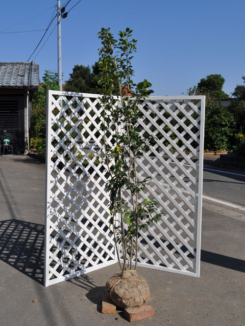 2026年 ソヨゴ 株立ち 1.7m 露地 苗木 【1596969214】(10450円)