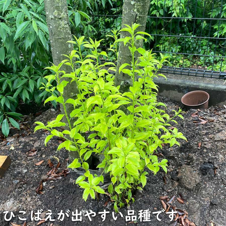 ソヨゴ 株立ち 1.7m 露地 苗木 商品情報 【ソヨゴ】(冬青) 読み:そよご 学名:Ilex pedunculosa モ ソヨゴ 株立ち 1.7m 露地 苗木 商品情報 【ソヨゴ】(冬青) 読み:そよご 学名:Ilex pedunculosa モ