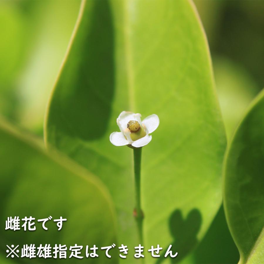 ソヨゴ 株立ち 1.7m 露地 苗木 商品情報 【ソヨゴ】(冬青) 読み:そよご 学名:Ilex pedunculosa モ ソヨゴ 株立ち 1.7m 露地 苗木 商品情報 【ソヨゴ】(冬青) 読み:そよご 学名:Ilex pedunculosa モ