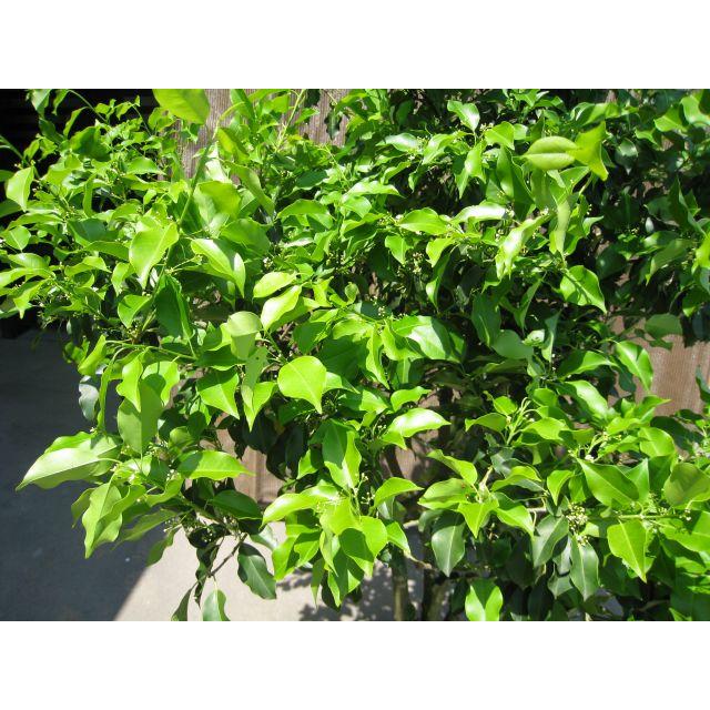 ソヨゴ 株立ち 1.7m 露地 苗木 商品情報 【ソヨゴ】(冬青) 読み:そよご 学名:Ilex pedunculosa モ ソヨゴ 株立ち 1.7m 露地 苗木 商品情報 【ソヨゴ】(冬青) 読み:そよご 学名:Ilex pedunculosa モ