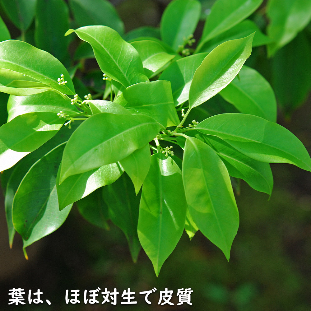 ソヨゴ 株立ち 1.7m 露地 苗木 商品情報 【ソヨゴ】(冬青) 読み:そよご 学名:Ilex pedunculosa モ ソヨゴ 株立ち 1.7m 露地 苗木 商品情報 【ソヨゴ】(冬青) 読み:そよご 学名:Ilex pedunculosa モ