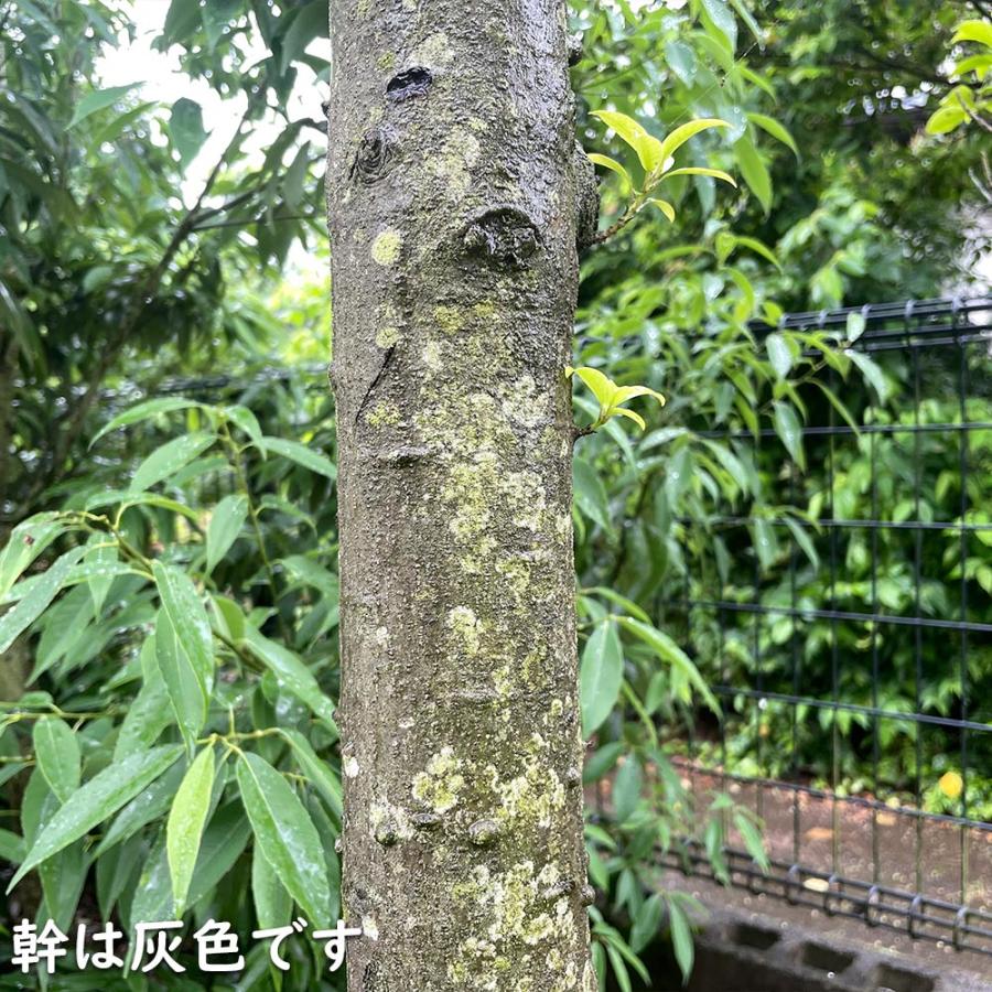 ソヨゴ 株立ち 1.7m 露地 苗木 商品情報 【ソヨゴ】(冬青) 読み:そよご 学名:Ilex pedunculosa モ ソヨゴ 株立ち 1.7m 露地 苗木 商品情報 【ソヨゴ】(冬青) 読み:そよご 学名:Ilex pedunculosa モ