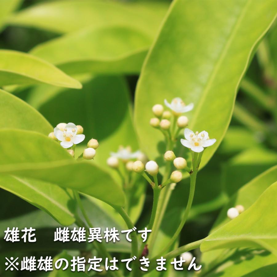 ソヨゴ 株立ち 1.7m 露地 苗木 商品情報 【ソヨゴ】(冬青) 読み:そよご 学名:Ilex pedunculosa モ ソヨゴ 株立ち 1.7m 露地 苗木 商品情報 【ソヨゴ】(冬青) 読み:そよご 学名:Ilex pedunculosa モ