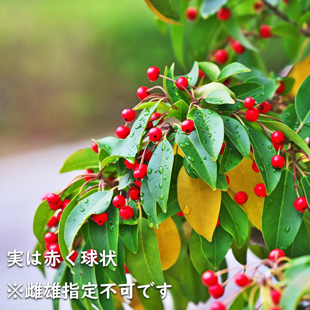 ソヨゴ 株立ち 1.7m 露地 苗木 商品情報 【ソヨゴ】(冬青) 読み:そよご 学名:Ilex pedunculosa モ ソヨゴ 株立ち 1.7m 露地 苗木 商品情報 【ソヨゴ】(冬青) 読み:そよご 学名:Ilex pedunculosa モ