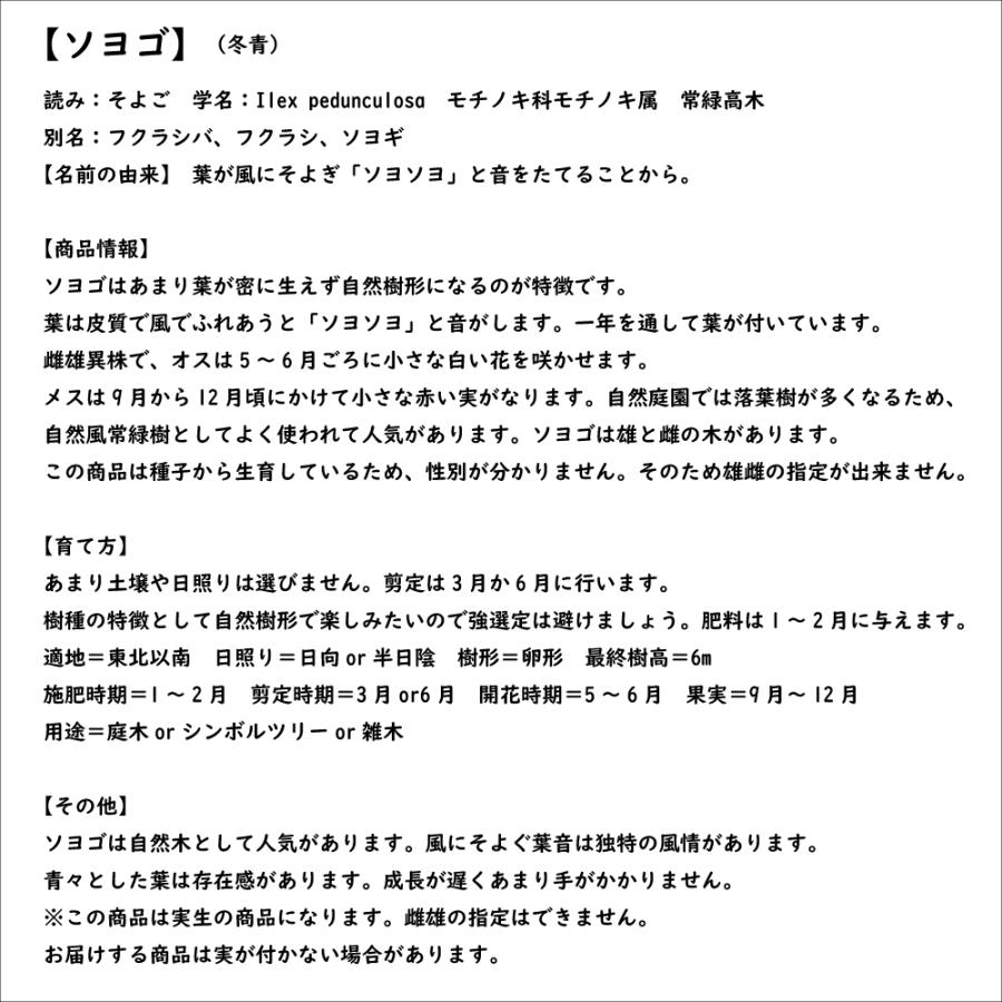 ソヨゴ 株立ち 1.7m 露地 苗木 商品情報 【ソヨゴ】(冬青) 読み:そよご 学名:Ilex pedunculosa モ ソヨゴ 株立ち 1.7m 露地 苗木 商品情報 【ソヨゴ】(冬青) 読み:そよご 学名:Ilex pedunculosa モ