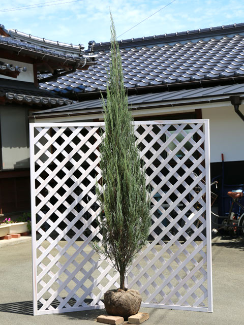 スカイロケット 2.5m 露地 2本 苗木(22264円)