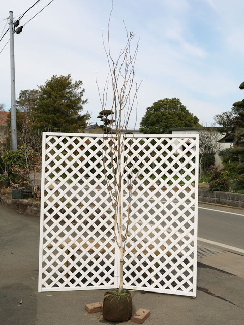 シラカバ ジャックモンティー 単木 2.3m 露地 2本 苗木(21296円)