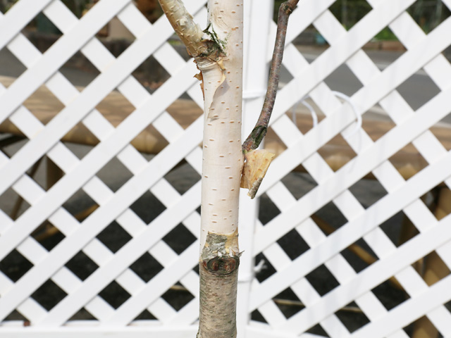 シラカバ ジャックモンティー 単木 2.3m 露地 2本 苗木 PET4319253362