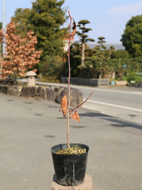 シロモジ 0.3m 10.5cmポット 10本 苗 : トオヤマグリーン - 通販