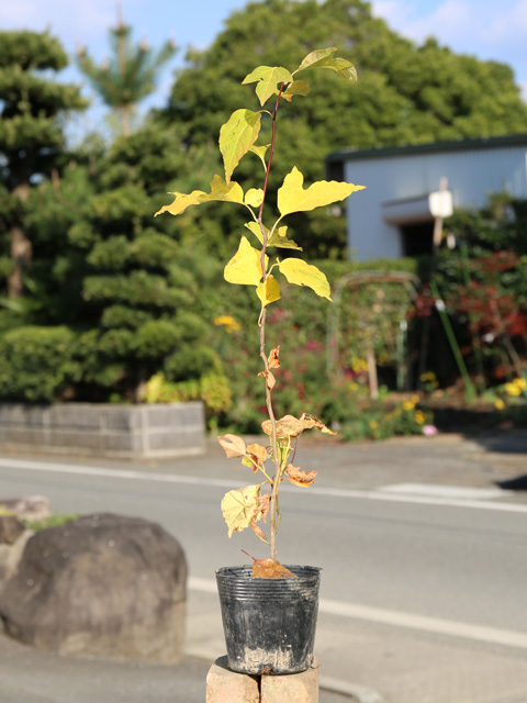 クロモジ 苗（苗木、植木） | 花、ガーデニング のおすすめ人気商品