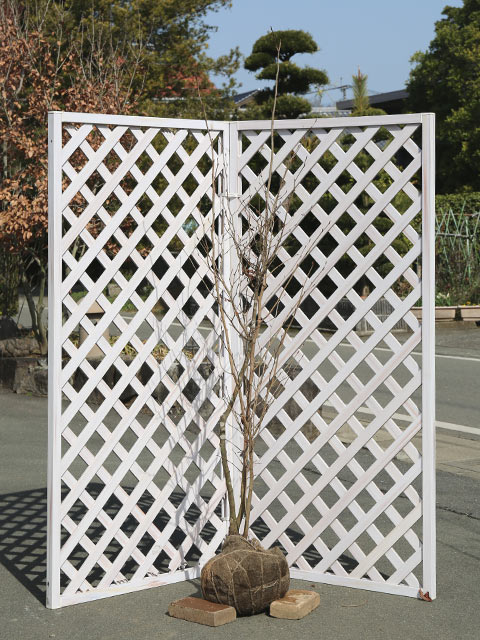 シロモジ 1.7m 露地 苗木(12441円)