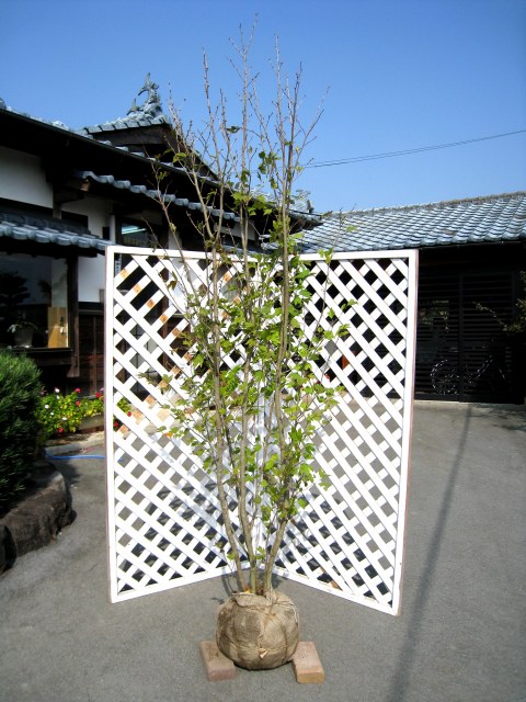 シロモジ 株立ち 1.7m 露地 2本 苗木(16192円)