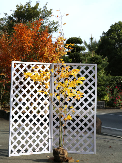 シロモジ 株立ち 2.3m 露地 苗木(13200円)