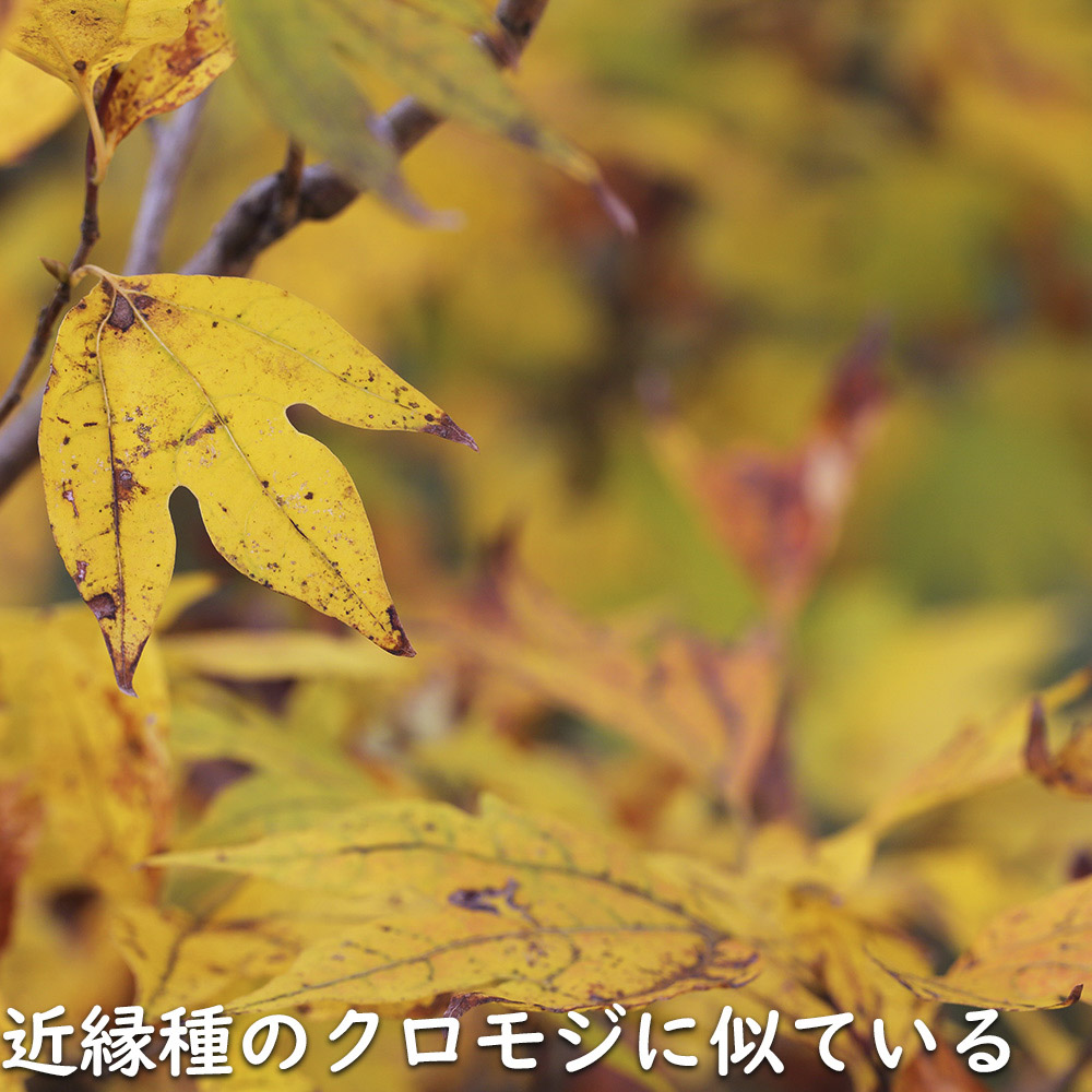 【24時間以内発送】 シロモジ 株立ち 1.7m 露地 2本 苗木 【2474457120】 (16192円)