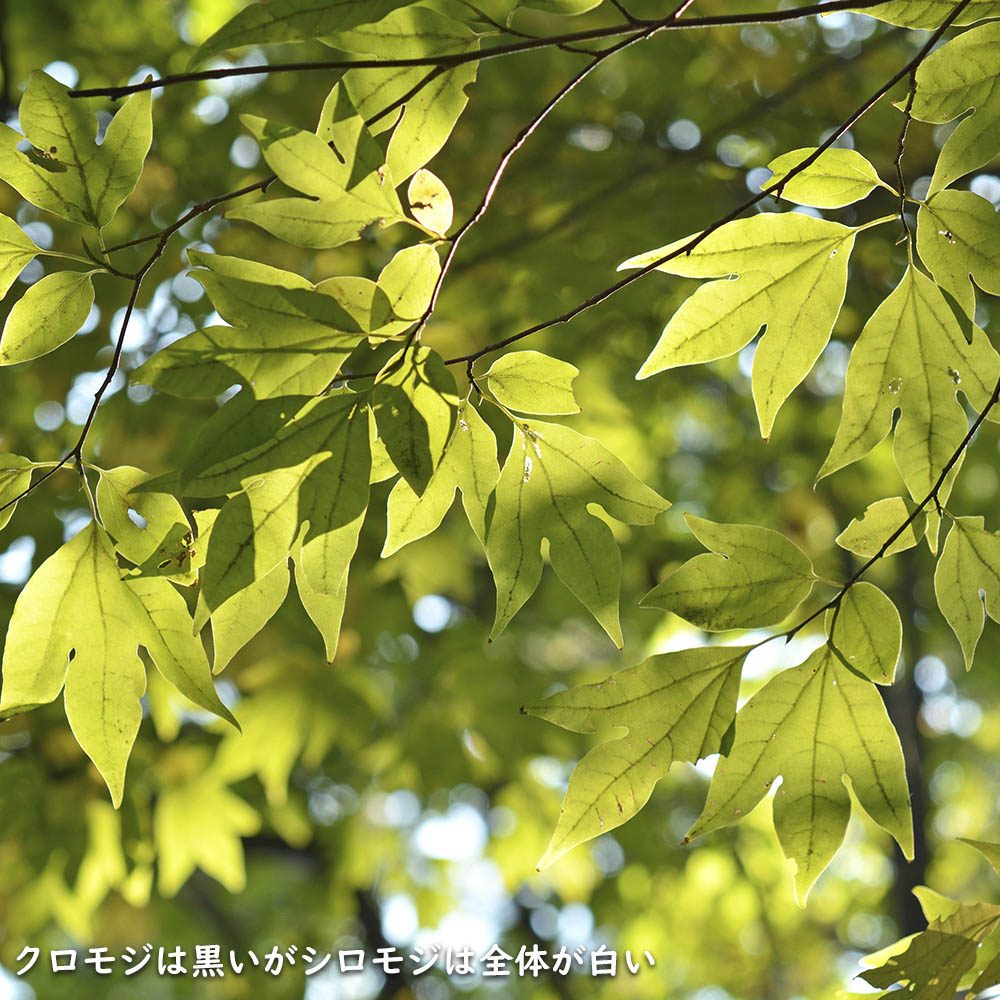 【24時間以内発送】 シロモジ 株立ち 1.7m 露地 2本 苗木 【2474457120】 (16192円)