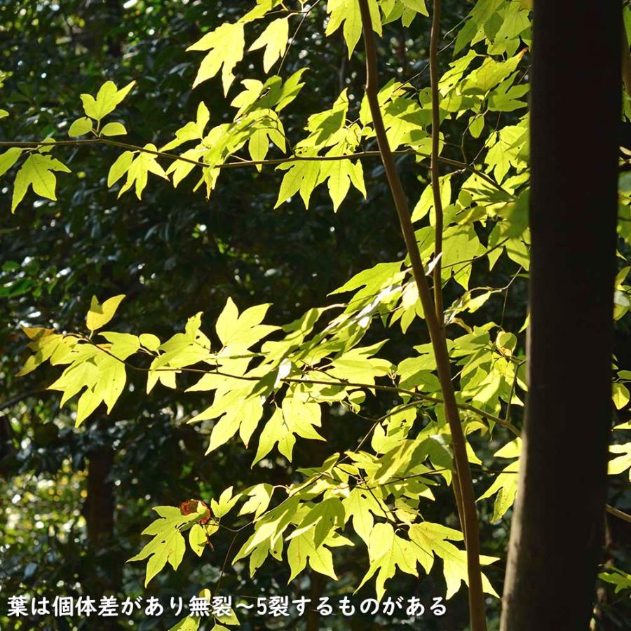 【24時間以内発送】 シロモジ 株立ち 1.7m 露地 2本 苗木 【2474457120】 (16192円)