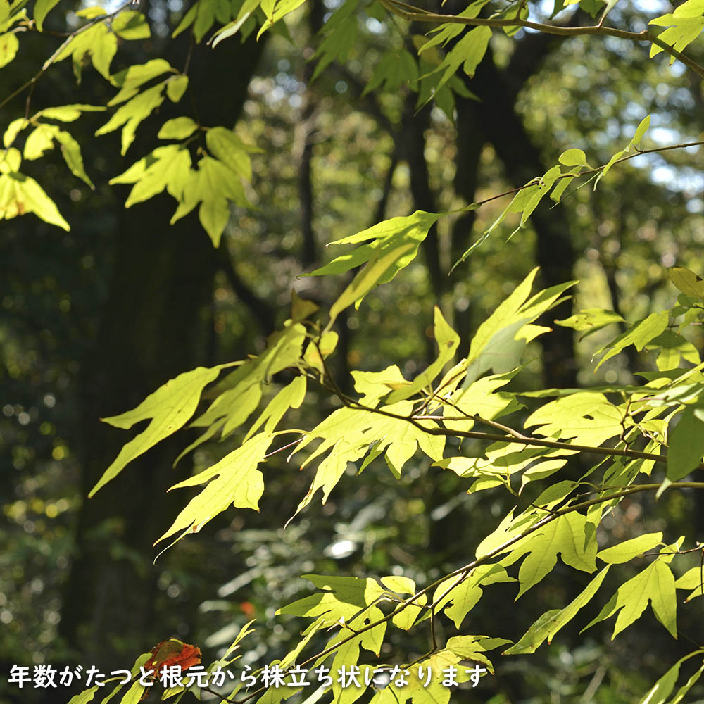 【24時間以内発送】 シロモジ 株立ち 1.7m 露地 2本 苗木 【2474457120】 (16192円)