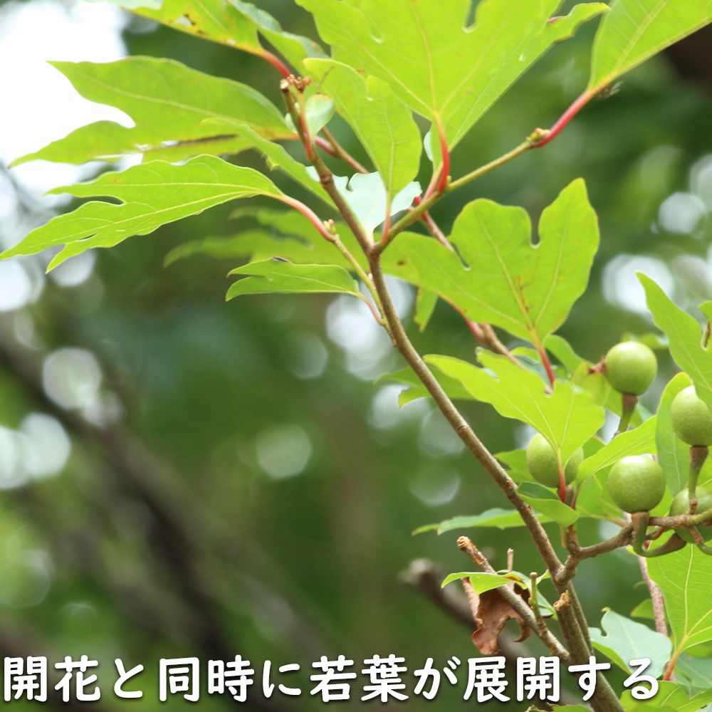 【24時間以内発送】 シロモジ 株立ち 1.7m 露地 2本 苗木 【2474457120】 (16192円)