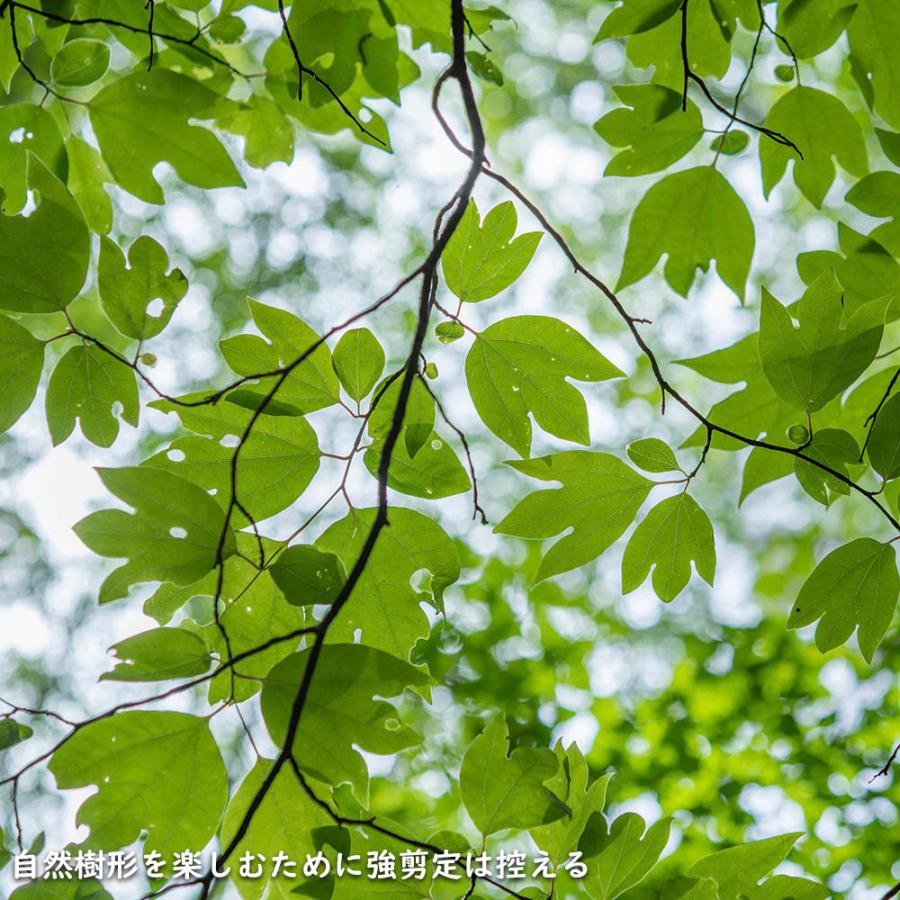 【24時間以内発送】 シロモジ 株立ち 1.7m 露地 2本 苗木 【2474457120】 (16192円)