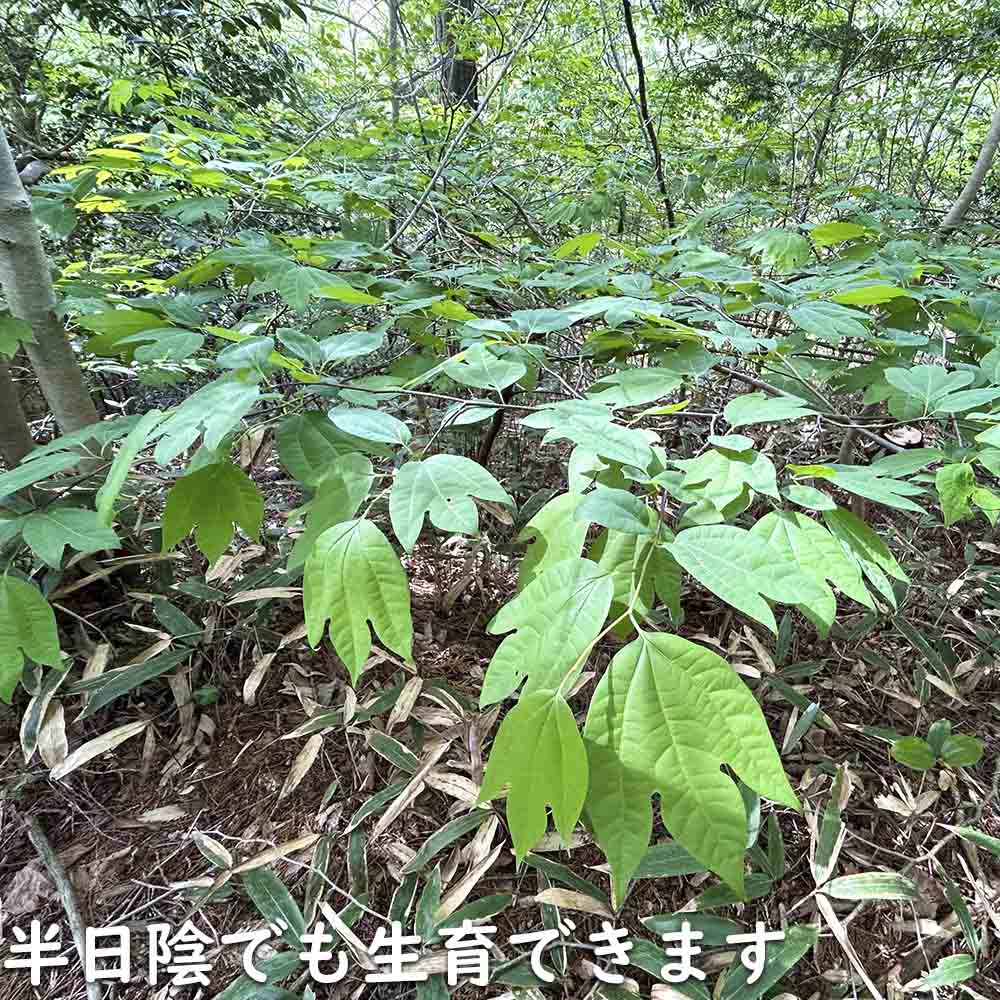 【24時間以内発送】 シロモジ 株立ち 1.7m 露地 2本 苗木 【2474457120】 (16192円)