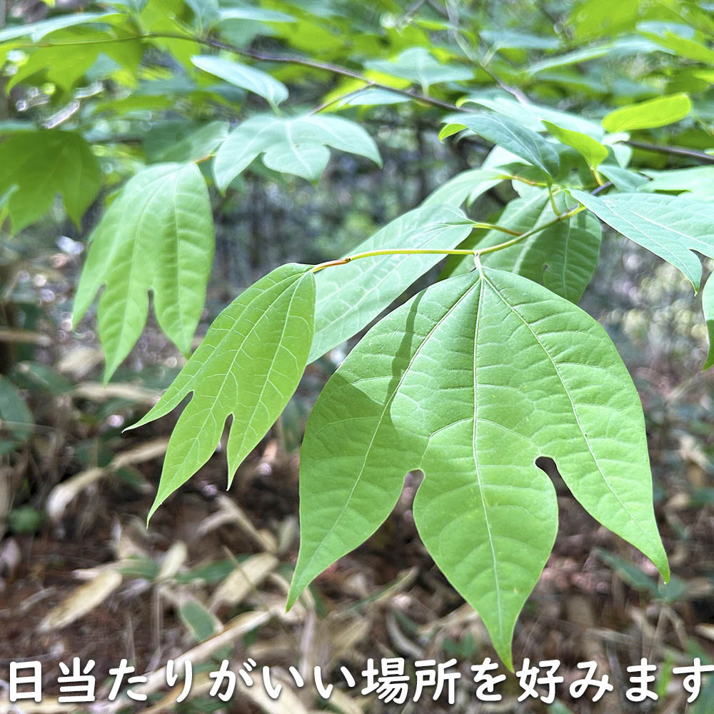 【24時間以内発送】 シロモジ 株立ち 1.7m 露地 2本 苗木 【2474457120】 (16192円)