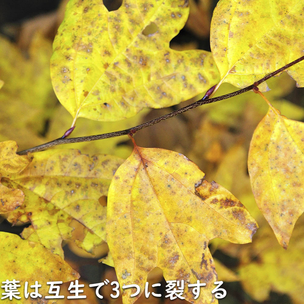 【24時間以内発送】 シロモジ 株立ち 1.7m 露地 2本 苗木 【2474457120】 (16192円)