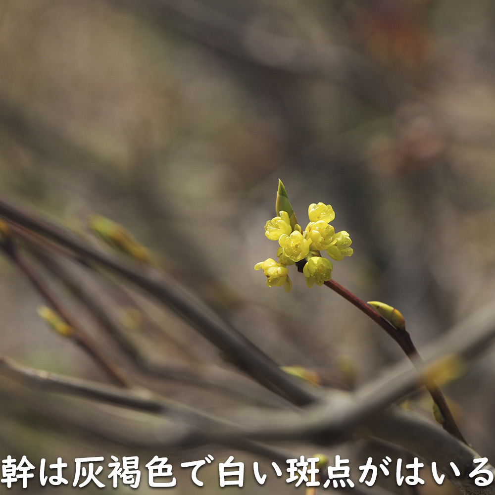 【24時間以内発送】 シロモジ 株立ち 1.7m 露地 2本 苗木 【2474457120】 (16192円)