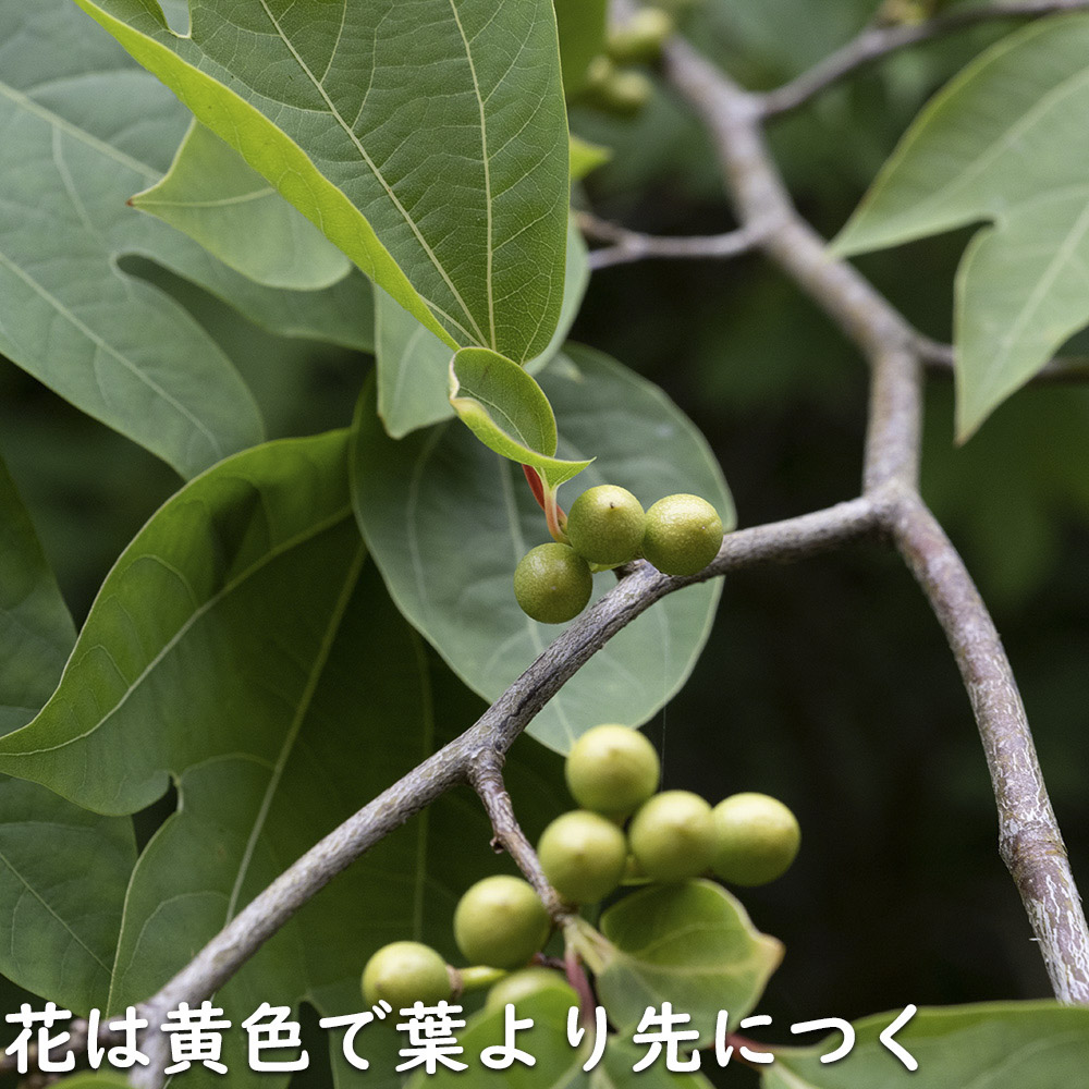 【24時間以内発送】 シロモジ 株立ち 1.7m 露地 2本 苗木 【2474457120】 (16192円)