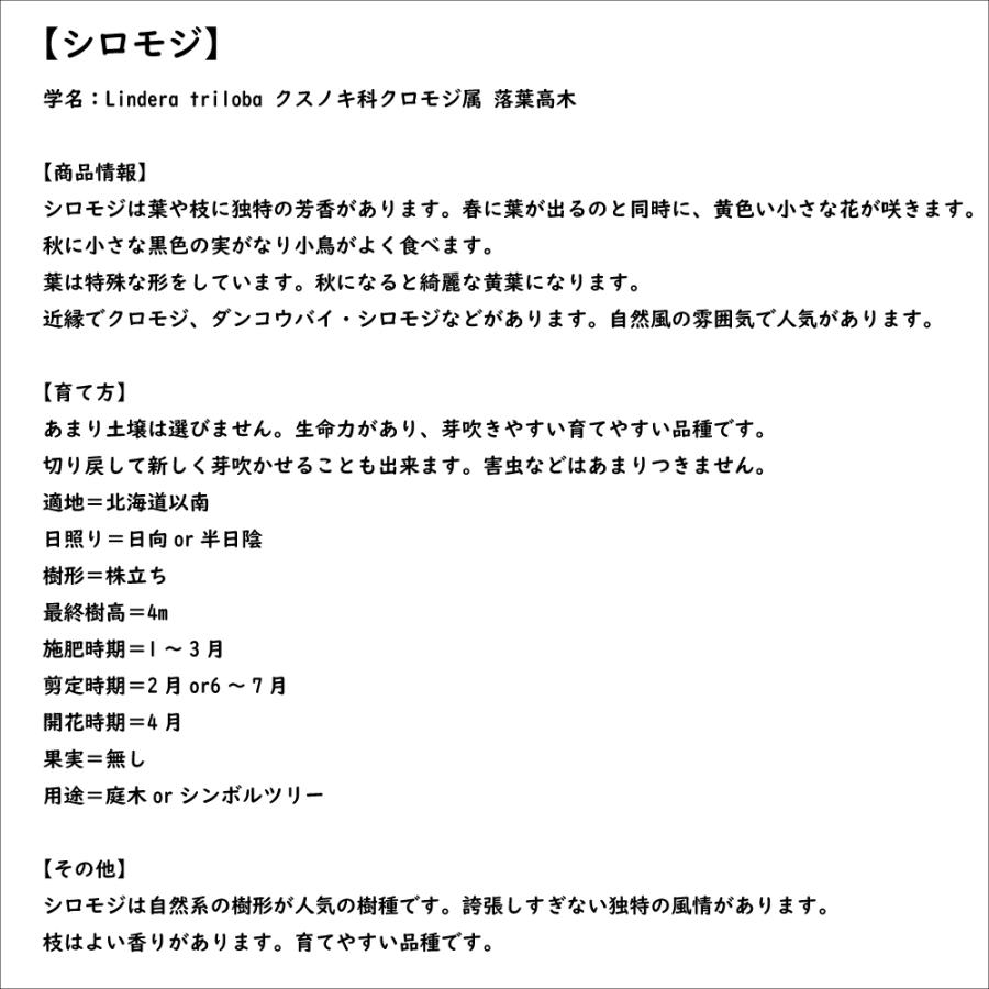 【24時間以内発送】 シロモジ 株立ち 1.7m 露地 2本 苗木 【2474457120】 (16192円)