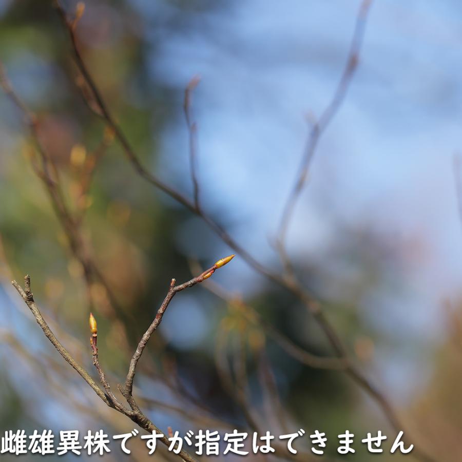 【24時間以内発送】 シロモジ 株立ち 1.7m 露地 2本 苗木 【2474457120】 (16192円)