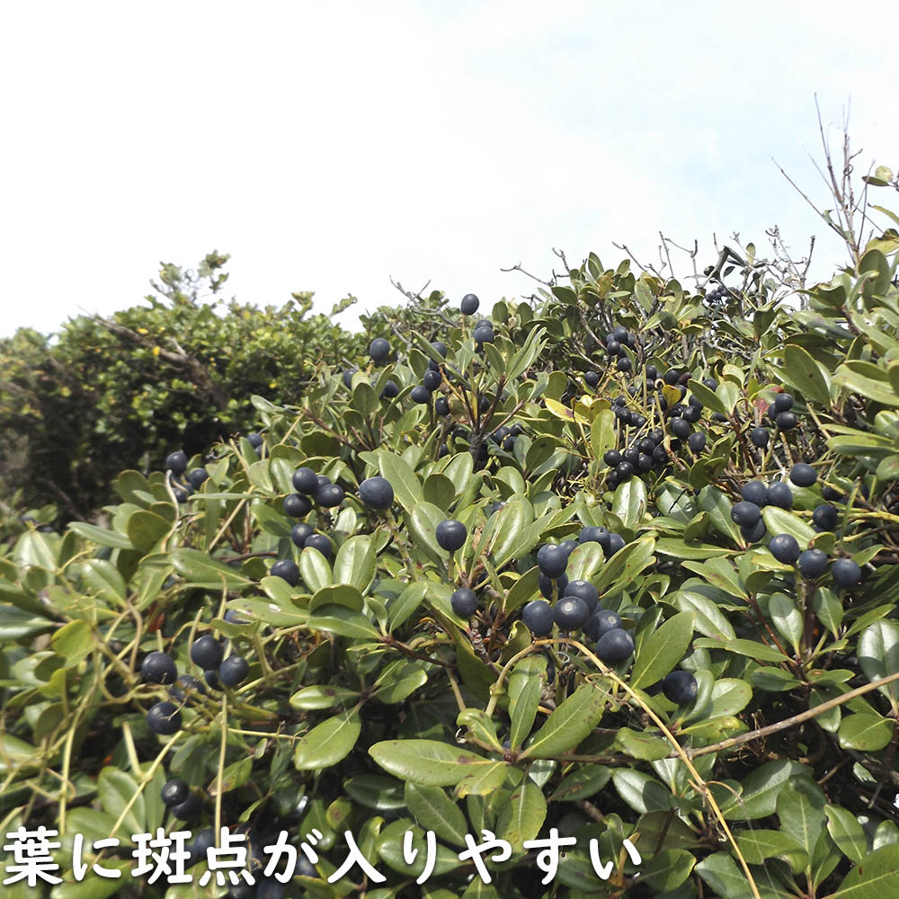 シャリンバイ 2m 露地 苗木 |  | 16