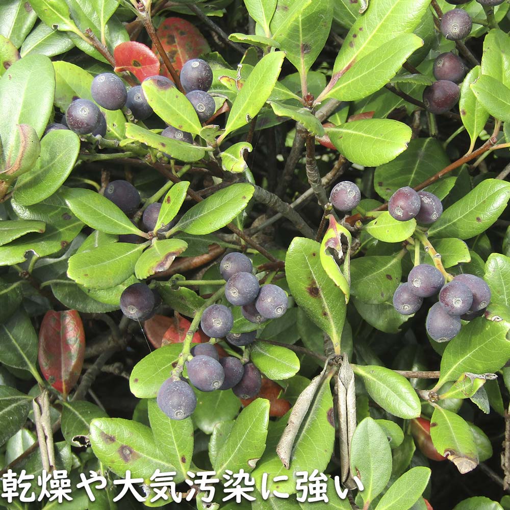 シャリンバイ 2m 露地 苗木 |  | 17