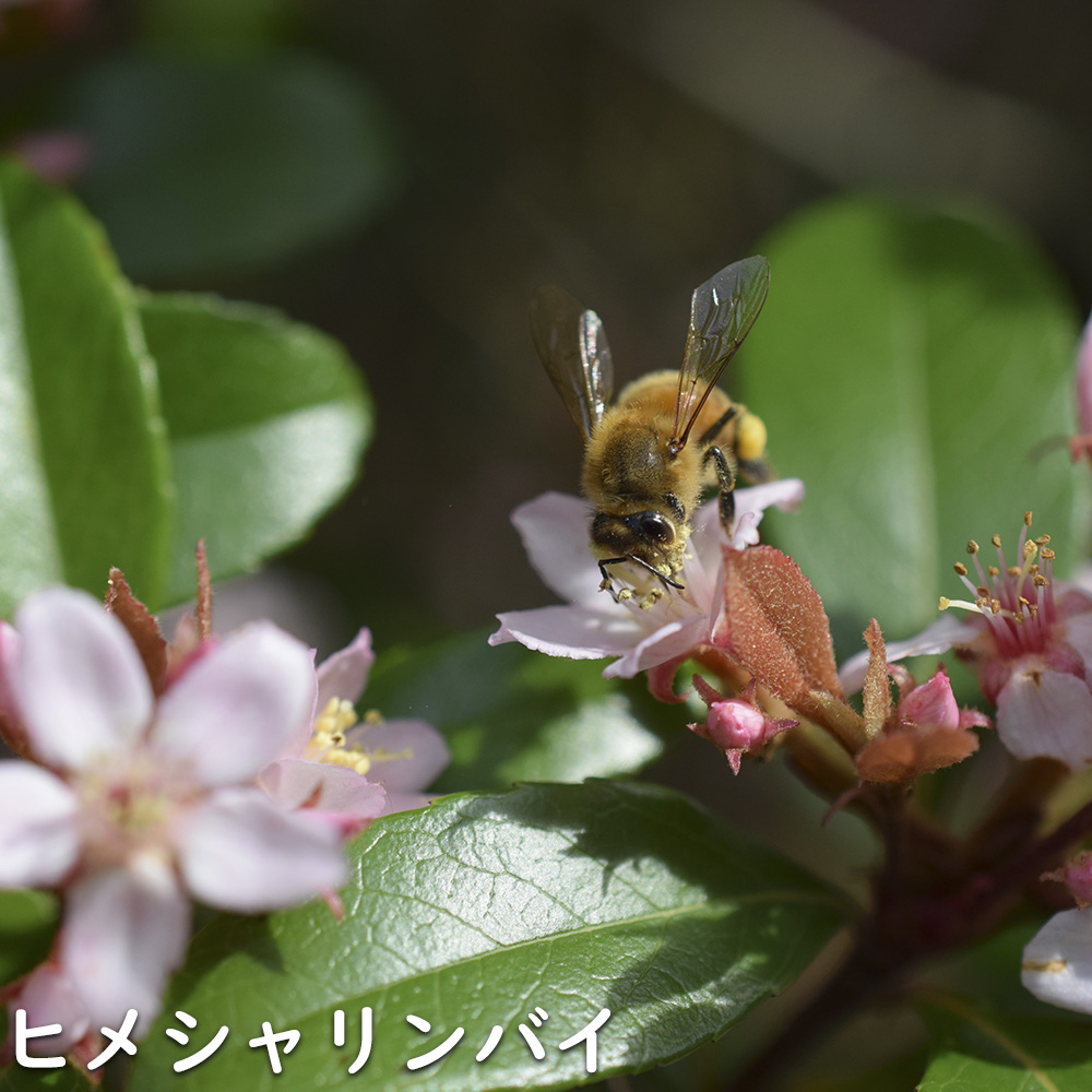 ヒメシャリンバイ 1.7m 露地 苗木 LW2610286507