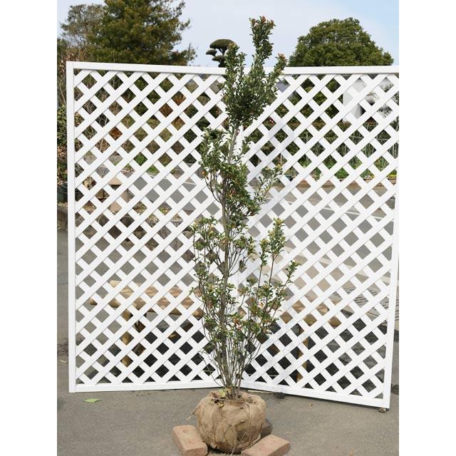 ヒメシャリンバイ 1.7m 露地 苗木(12870円)