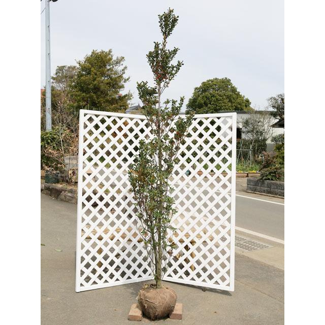 ヒメシャリンバイ 2.5m 露地 2本 苗木(37444円)