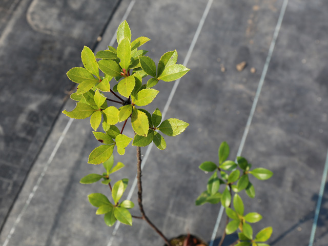 ヒメシャリンバイ 1.7m 露地 苗木 LW2610286507