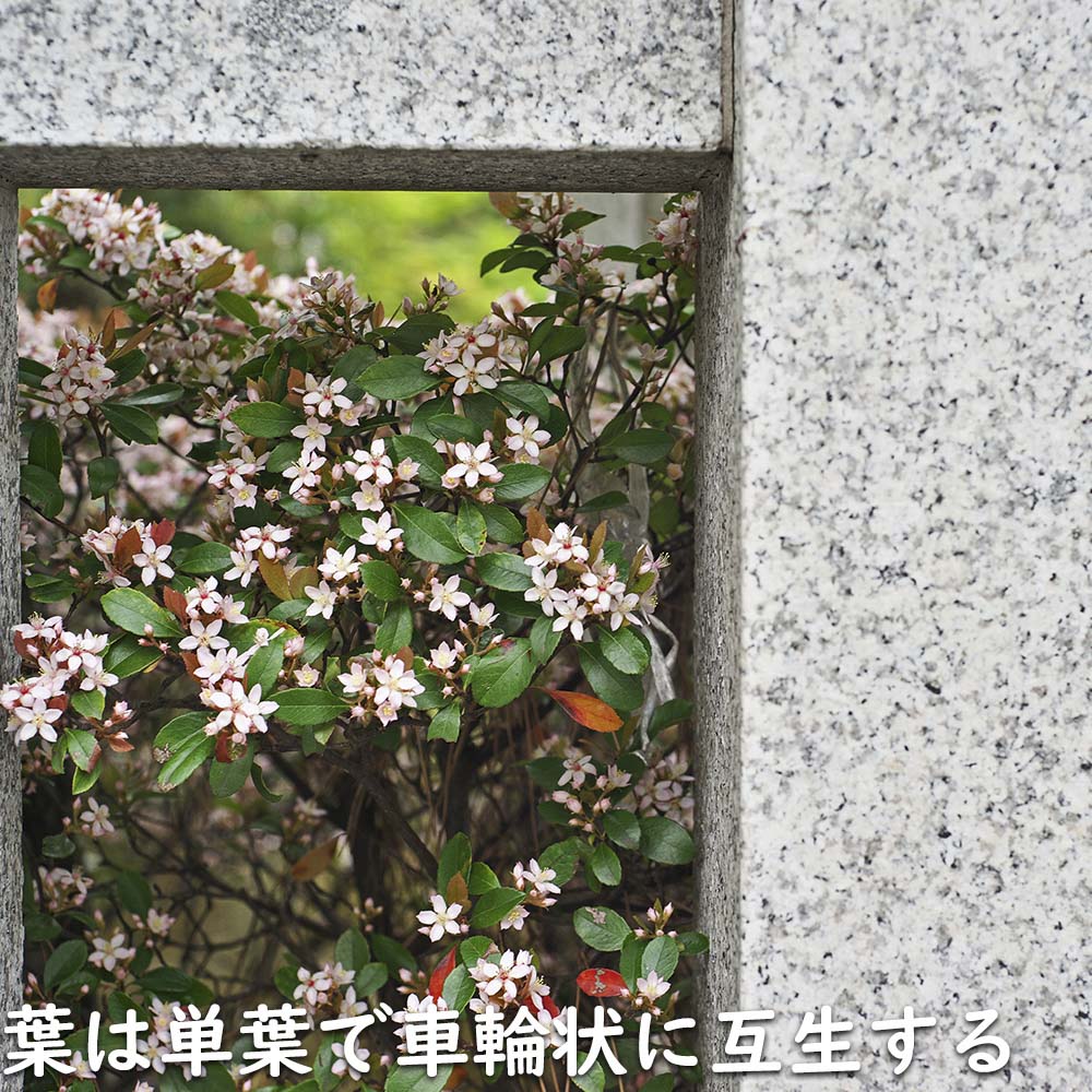 ヒメシャリンバイ 1.7m 露地 苗木 LW2610286507