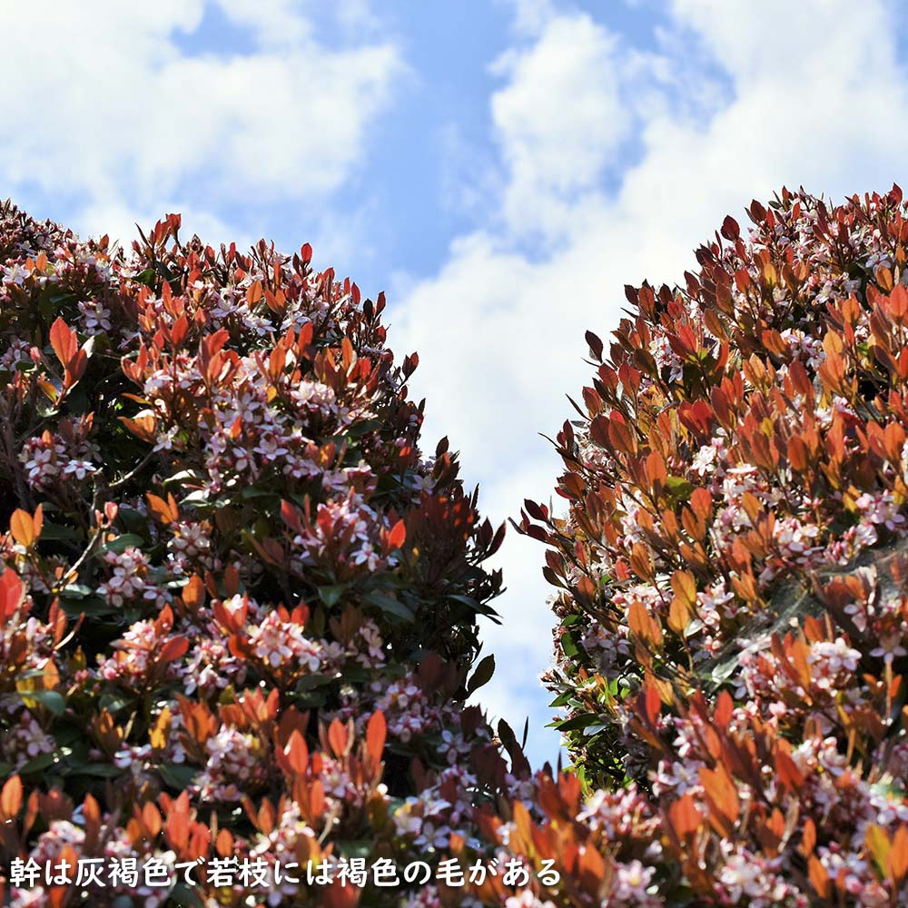 ヒメシャリンバイ 1.7m 露地 苗木 LW2610286507