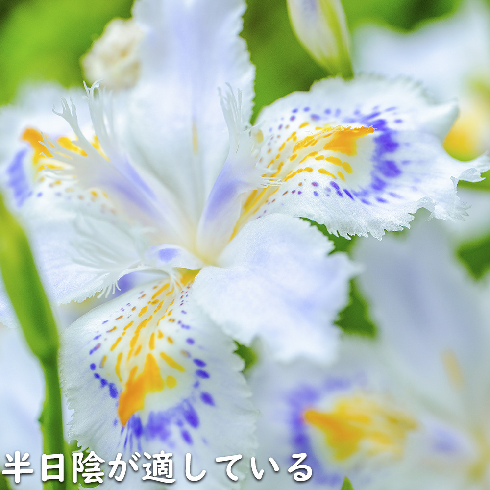 シャガ 10.5cmポット 30個 苗_18