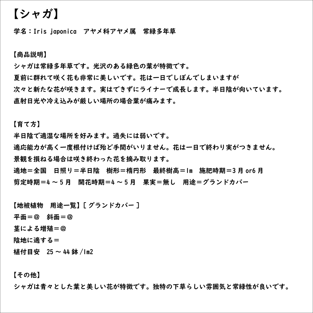 シャガ 10.5cmポット 30個 苗_7