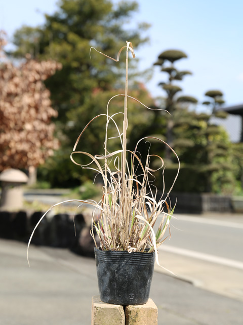 すすき（苗） | 花、ガーデニング のおすすめ人気商品一覧 通販