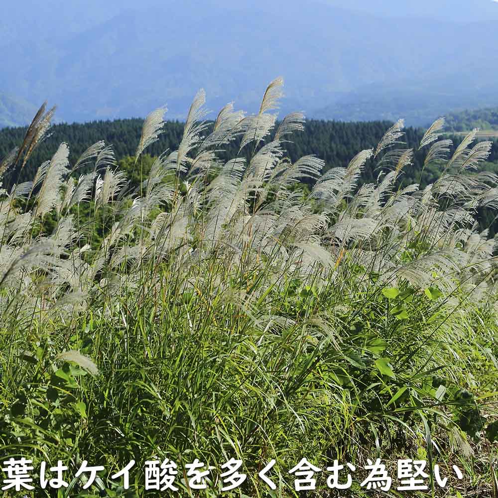 ススキ 10.5cmポット 苗 : トオヤマグリーン - 通販 - Yahoo!ショッピング